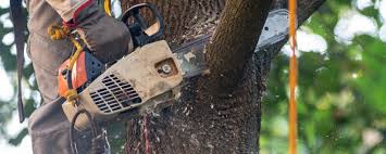 Best Tree Risk Assessment  in Brook Highland, AL