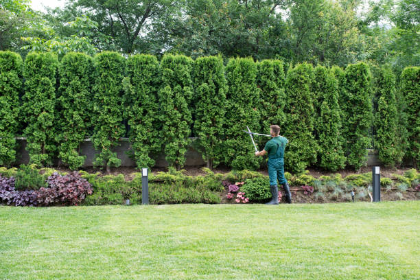 Best Hazardous Tree Removal  in Brook Highland, AL