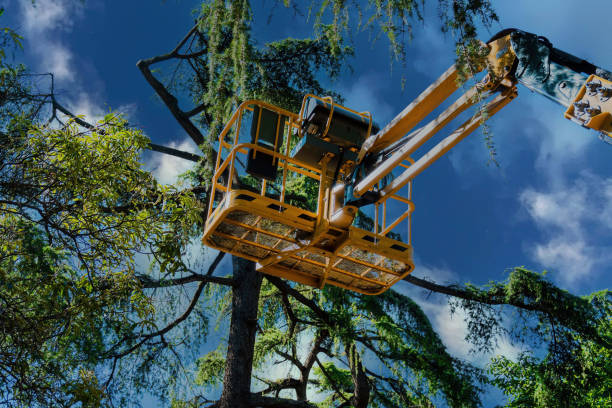  Brook Highland, AL Tree Removal Pros