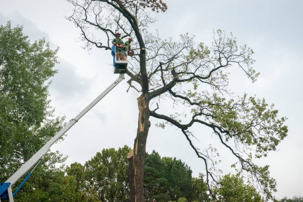 Best Landscape Design and Installation  in Brook Highland, AL